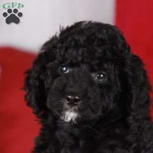 CARLENE, Mini Golden Mountain Doodle Puppy
